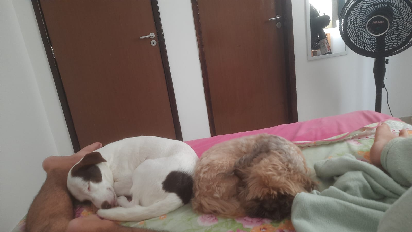 meus dois cachorros, Dexter e Debra, ou Dex e Deb, deitados aninhadinhos no fim da cama